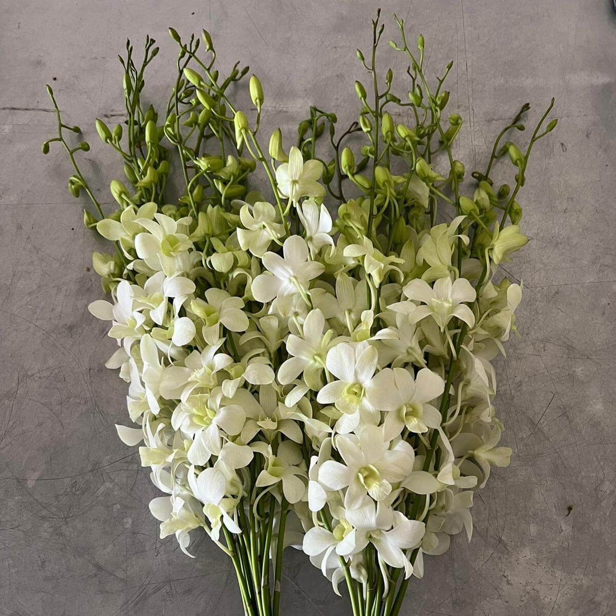 db_white
